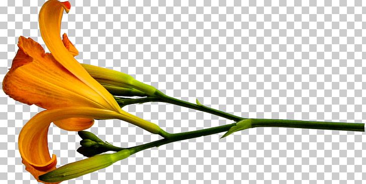 Petal Lilium Flower Plant Long Yellow Daylily PNG, Clipart, Bud, Cut Flowers, Daylily, Flora, Floristry Free PNG Download