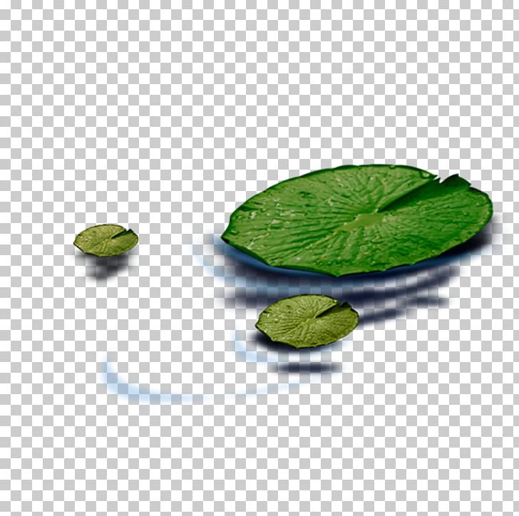 Pygmy Water-lily Leaf Nelumbo Nucifera PNG, Clipart, Autumn Leaf, Download, Euclidean Vector, Gratis, Green Leaf Free PNG Download