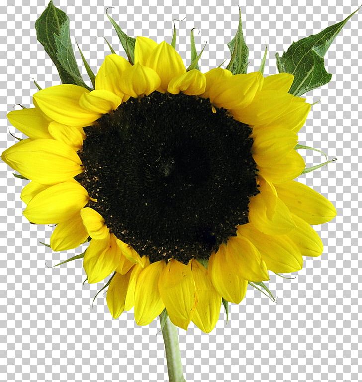 Common Sunflower Sunflower Seed Daisy Family Photography PNG, Clipart, Annual Plant, Common Sunflower, Cut Flowers, Daisy Family, Flower Free PNG Download