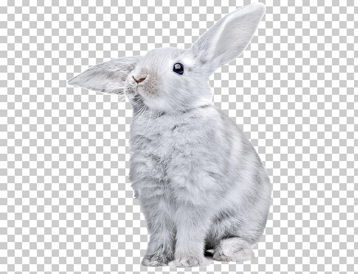 Hare European Rabbit Domestic Rabbit PNG, Clipart, Animals, Computer Icons, Domestic Rabbit, Download, Ear Free PNG Download