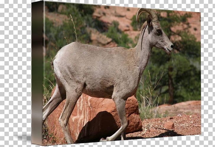 Antelope Musk Deers Elk Goat PNG, Clipart, Animal, Antelope, Bighorn, Bighorn Sheep, Cow Goat Family Free PNG Download