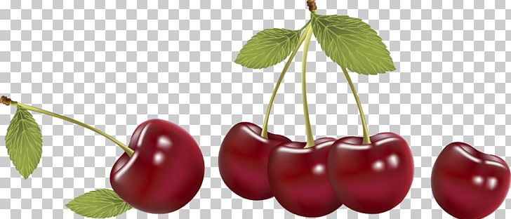 Cherry Fruit Vecteur Cerasus PNG, Clipart, Apple Fruit, Berry, Cerasus, Cherry, Cherry Blossom Free PNG Download