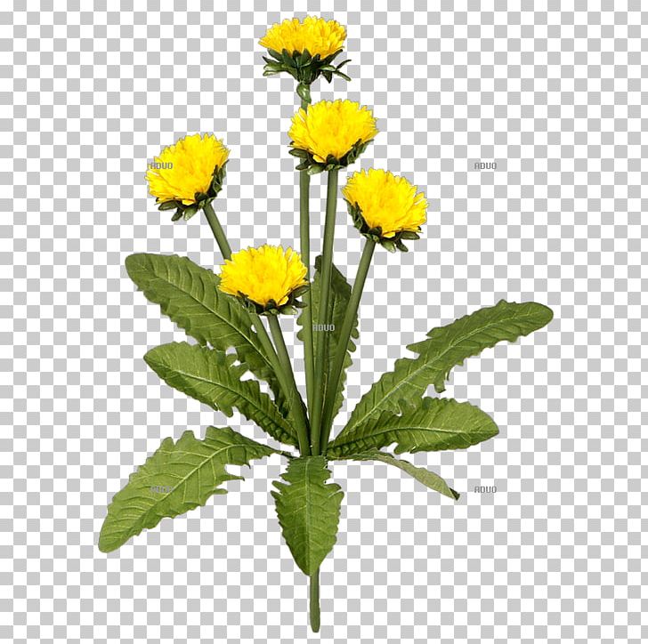 Grass Costmary Grasmatte Lawn Herbaceous Plant PNG, Clipart, Artificial Turf, Blume, Chamaemelum Nobile, Color, Cut Flowers Free PNG Download