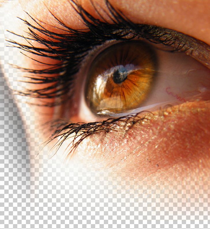Light Eye Color Amber PNG, Clipart, Art, Art Eyes, Brown, Closeup, Color Free PNG Download
