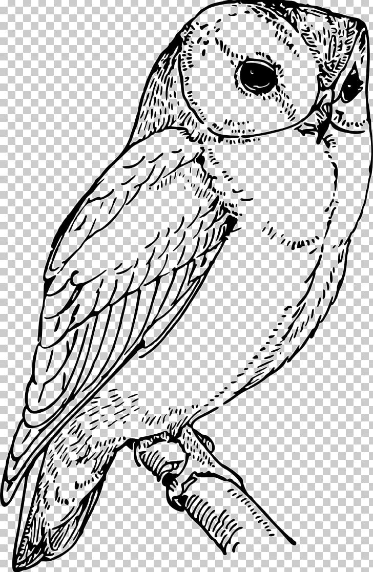Owl Drawing Computer Icons PNG, Clipart, Animals, Art, Artwork, Beak, Bird Free PNG Download