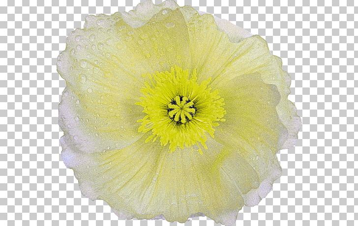 Petal Poppy Cut Flowers Transvaal Daisy PNG, Clipart, Blanket Flowers, Blume, Carnation, Cicek, Cicek Resimleri Free PNG Download