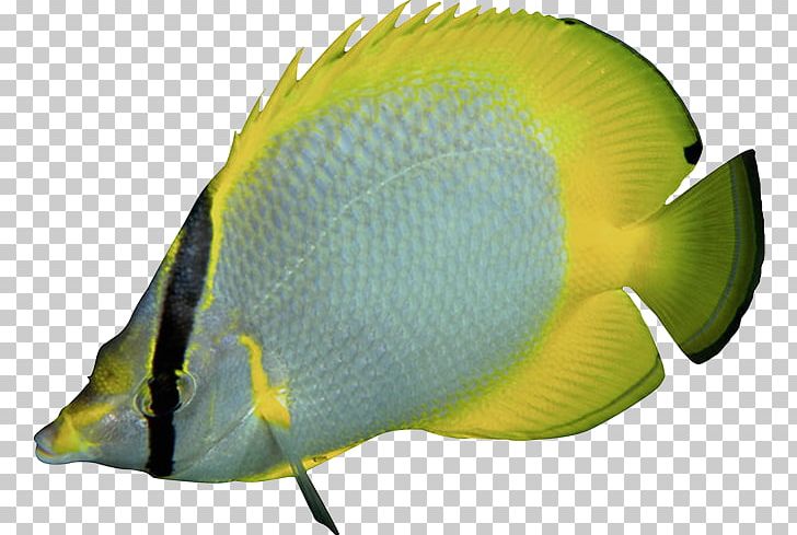 Tropical Fish Marine Angelfishes Aquariums PNG, Clipart, Animals, Aquarium, Aquariums, Coral Reef Fish, Digital Image Free PNG Download