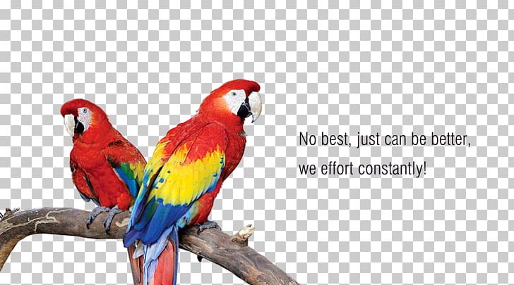 Macaw Parrot Loriini Parakeet Beak PNG, Clipart, Animals, Beak, Bird, Common Pet Parakeet, Fauna Free PNG Download