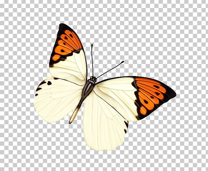 Monarch Butterfly Insect Brush-footed Butterflies Bhutanitis Thaidina PNG, Clipart, Arthropod, Bhutanitis, Brush Footed Butterfly, Butterflies And Moths, Butterfly Free PNG Download