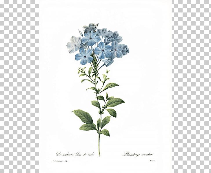 Botanical Illustration Botany Art Flower PNG, Clipart, Art, Botanical Illustration, Botany, Flower Flower Free PNG Download