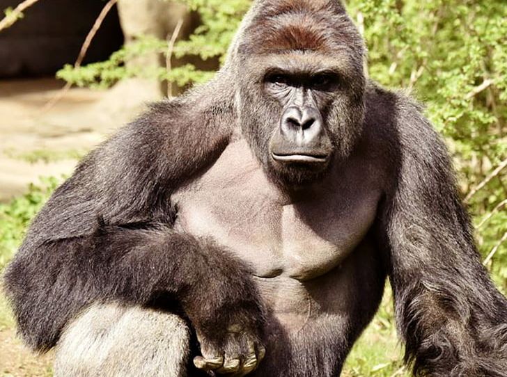 Cincinnati Zoo And Botanical Garden Gorilla Killing Of Harambe PNG, Clipart, Animals, Association Of Zoos And Aquariums, Child, Chimpanzee, Fauna Free PNG Download