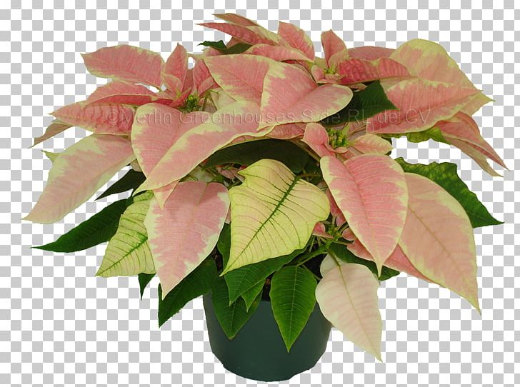 Flowerpot Houseplant Poinsettia PNG, Clipart, Christmas, Christmas Eve, Cut Flowers, Demand, Empresa Free PNG Download