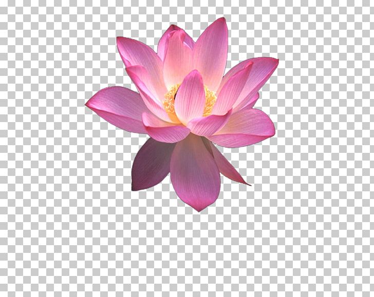 Nelumbo Nucifera Egyptian Lotus PNG, Clipart, Aquatic Plant, Computer Wallpaper, Drawing, Egyptian Lotus, Flower Free PNG Download