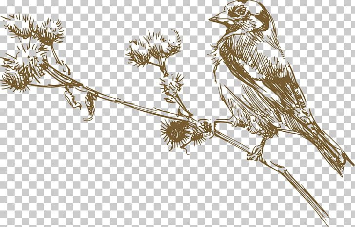 Bird Euclidean Drawing Illustration PNG, Clipart, Adobe Illustrator, Animal, Animals, Beak, Branch Free PNG Download