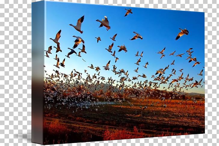 Bird Migration Snow Goose Science PNG, Clipart, Animal, Animal Migration, Arctic Tern, Beak, Bird Free PNG Download