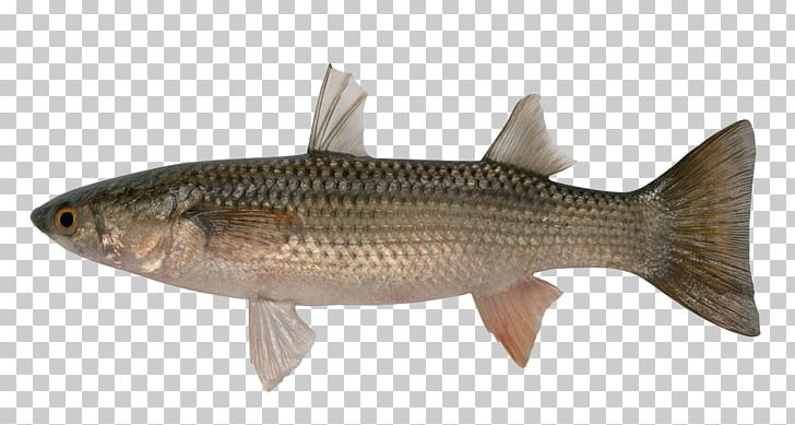 Edible Fish PNG, Clipart, Alamy, Bass, Bony Fish, Carp, Cod Free PNG Download