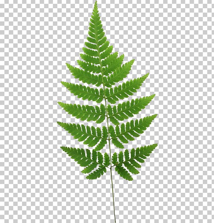 Fern Burknar Leaf Plant Stem PNG, Clipart, Biology, Burknar, Eye, Fern, Ferns And Horsetails Free PNG Download