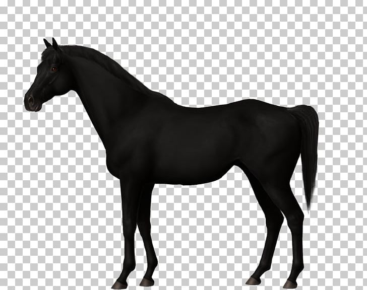 Stallion Trakehner Canadian Horse Mare Mustang PNG, Clipart, Black, Black And White, Colt, Dressage, Equestrian Free PNG Download