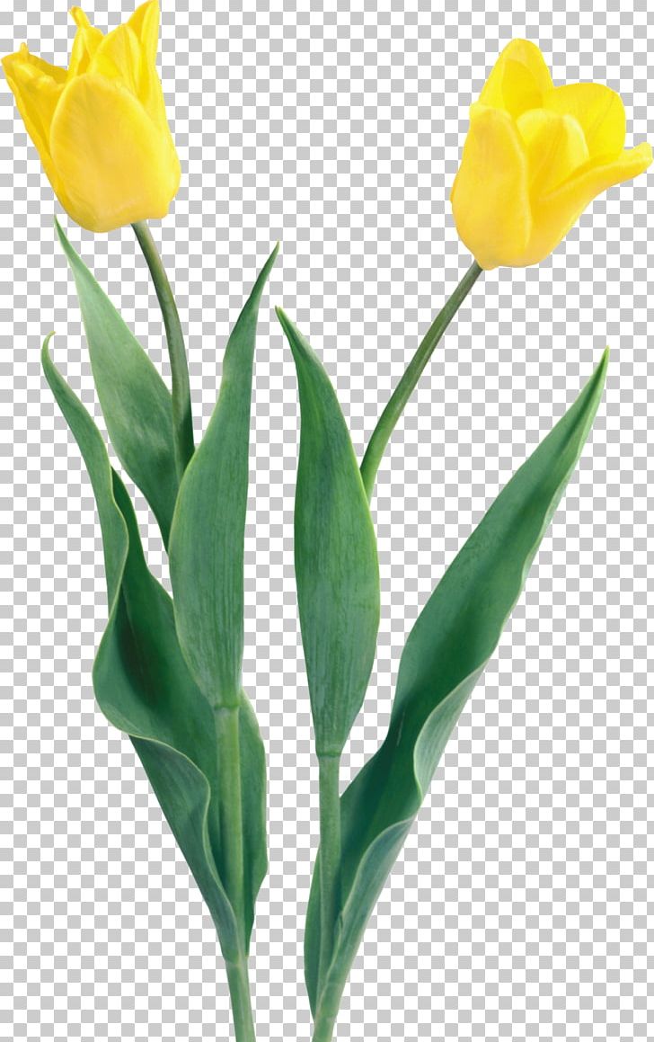 Tulip Flower Digital PNG, Clipart, Bud, Cut Flowers, Diary, Digital Image, Flower Free PNG Download