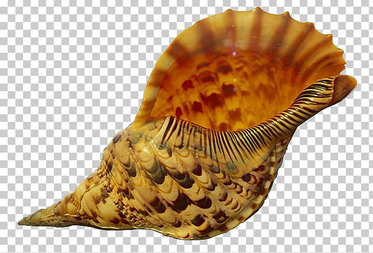 Seashell Conch Sand Mollusc Shell PNG, Clipart, Beach, Caracol, Clams Oysters Mussels And Scallops, Conchology, Ernst Haeckel Free PNG Download