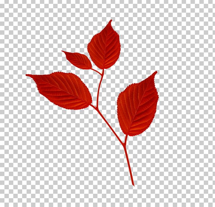 Branch Leaf Petal PNG, Clipart, Autumn, Blue, Branch, Flower, Flowering Plant Free PNG Download