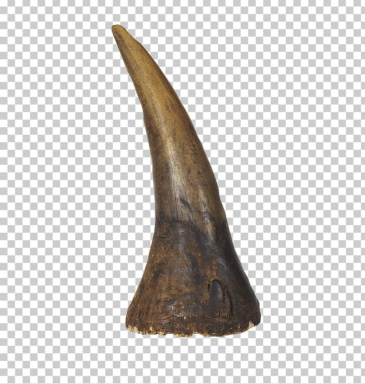 DÃ¼rer's Rhinoceros Horn Black Rhinoceros PNG