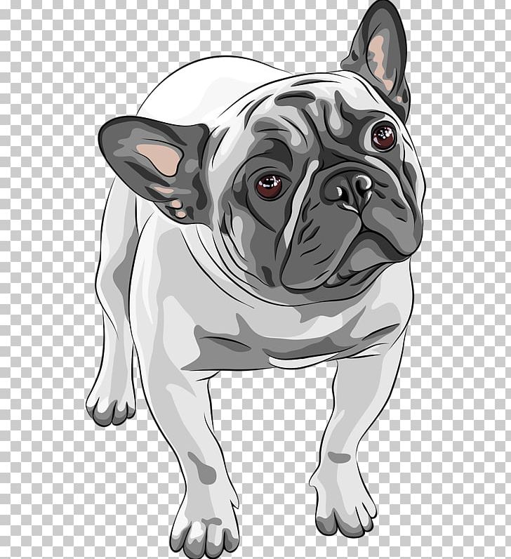 French Bulldog American Bulldog Puppy PNG, Clipart, Animals, Breed, Bulldog, Carnivoran, Cartoon Free PNG Download