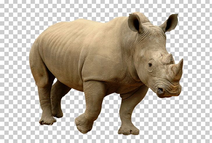 Rhinoceros Horn Cattle PNG, Clipart, Animal, Animal Figure, Animaux, Black Rhinoceros, Cattle Free PNG Download