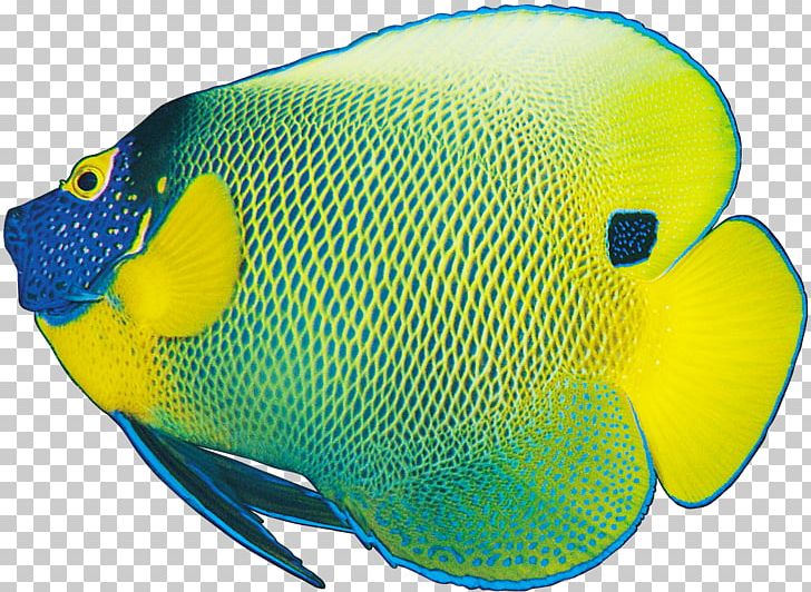 Coloring Fish Sad Fish Ornamental Fish PNG, Clipart, Android, Animal ...