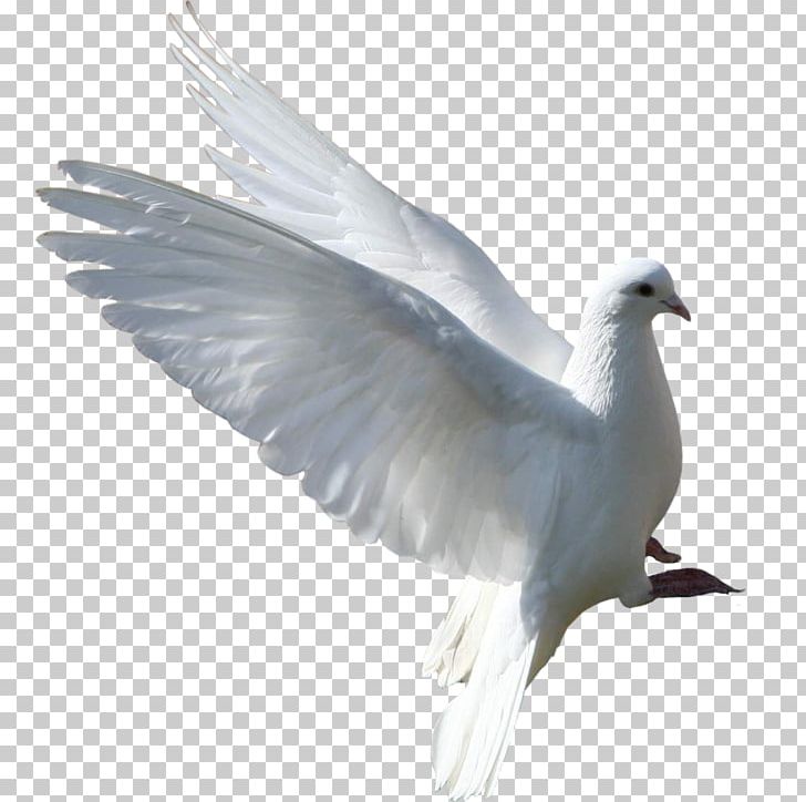 Columbidae Bird Rock Dove Gulls Squab PNG, Clipart, Animal, Animals, Bird, Charadriiformes, Doves As Symbols Free PNG Download