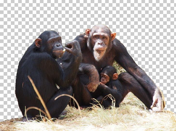 Common Chimpanzee Chimfunshi Wildlife Orphanage Gorilla How To Speak Chimpanzee Monkey PNG, Clipart, Animal, Animals, Chimfunshi Wildlife Orphanage, Chimpanzee, Chingola Free PNG Download