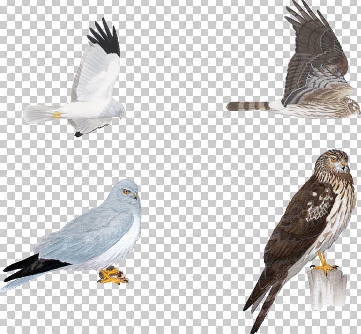 Hawk Circinae Bird Eagle Hen Harrier PNG, Clipart, Accipitriformes, Animals, Beak, Bird, Bird Of Prey Free PNG Download