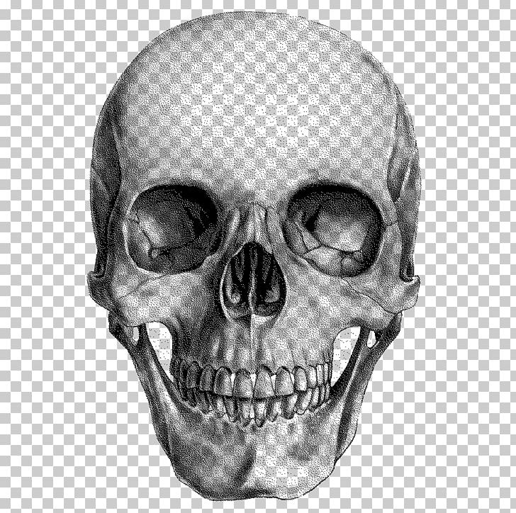 Human Skull Drawing Anatomy PNG, Clipart, Anatomy, Art, Art Museum, Bone, Drawing Free PNG Download
