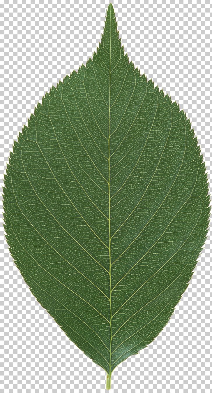 Leaf PNG, Clipart, 5 Yaprak, Leaf, Plant, Yaprak Free PNG Download