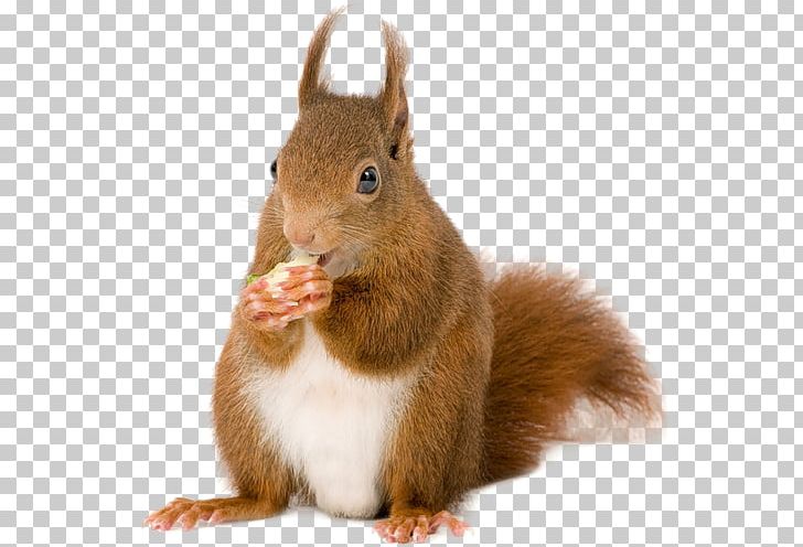 Rodent American Red Squirrel Tree Squirrel European Pine Marten PNG, Clipart, Animal, Chipmunk, Christmas Card, Domestic Rabbit, Fauna Free PNG Download
