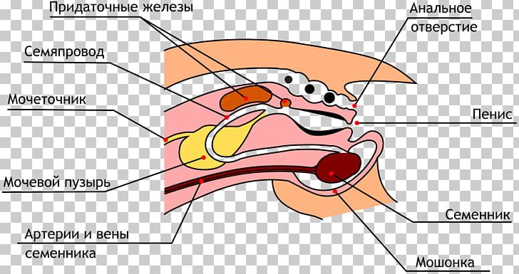 Domestic Rabbit Male Reproductive System Reproduction PNG, Clipart, Anatomy, Angle, Animals, Area, Cartoon Free PNG Download