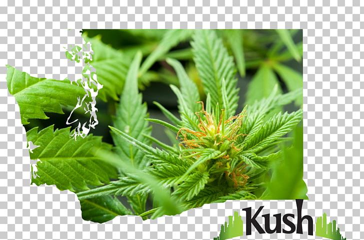 Vancouver Kush Tourism Seattle Medical Cannabis PNG, Clipart, Cannabis, Dispensary, Hemp, Hemp Family, Herb Free PNG Download