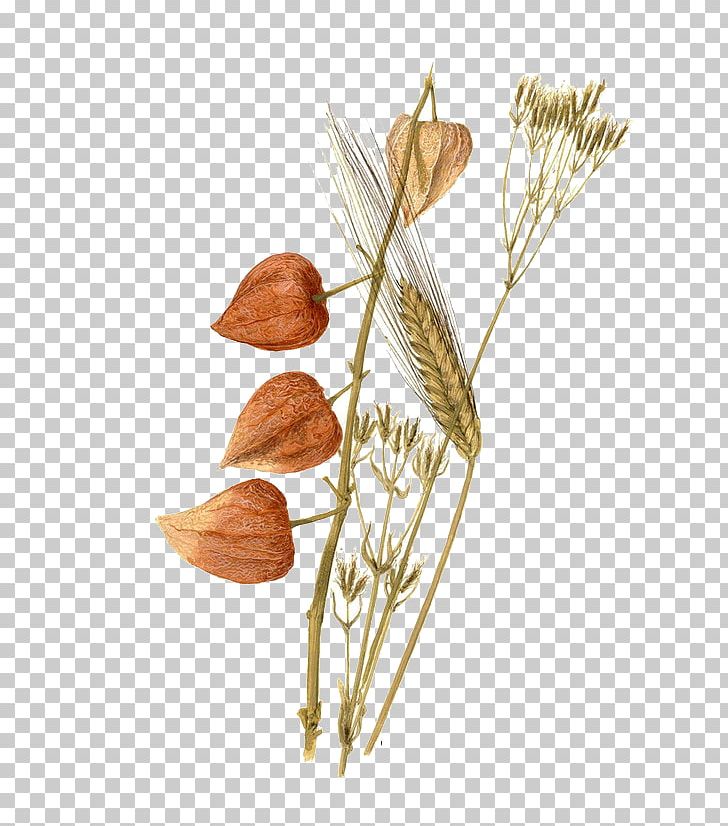 Watercolor Painting Still Life Wheat Painter PNG, Clipart, Art, Cartoon Wheat, Commodity, Creative, Creative Flowers Free PNG Download
