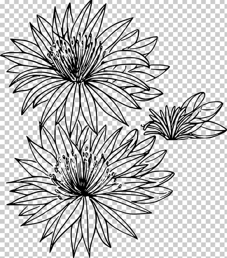 Montana Bitterroot Drawing Flower PNG, Clipart, Artwork, Black And White, Chrysanths, Circle, Color Free PNG Download