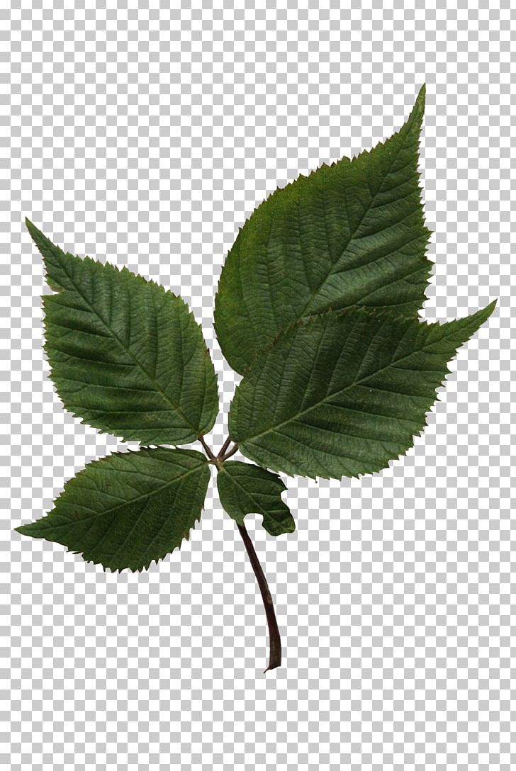 Leaf Tree Birch Plant Stem PNG, Clipart, 2017, 2018, Alpha Channel, Alpha Compositing, Birch Free PNG Download