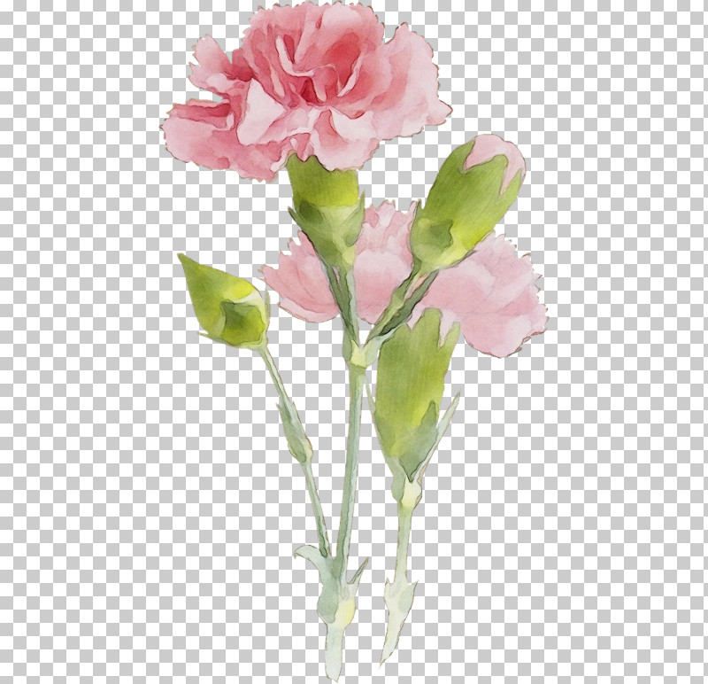 Garden Roses PNG, Clipart, Bud, Cabbage Rose, Carnation, Cut Flowers, Floral Design Free PNG Download