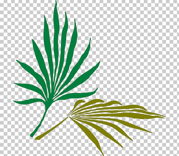 Arecaceae Frond Palm Branch PNG, Clipart, Arecaceae, Arecales, Branch, Download, Frond Free PNG Download