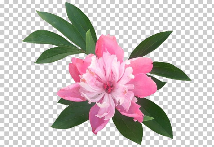 Azalea Peony PNG, Clipart, Azalea, Flower, Flowering Plant, Nature, Peony Free PNG Download