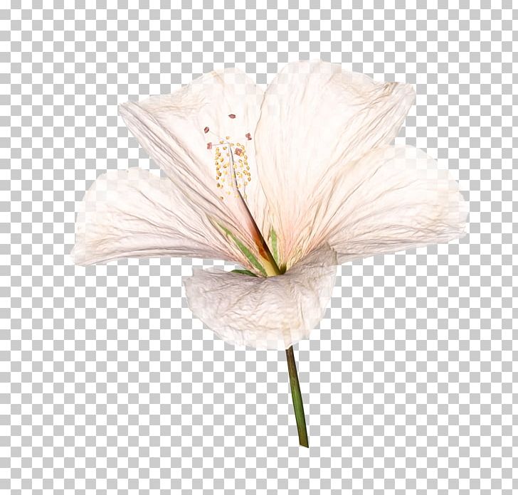 Cut Flowers Petal PNG, Clipart, 2017, Collage, Cut Flowers, Flower, Flowering Plant Free PNG Download