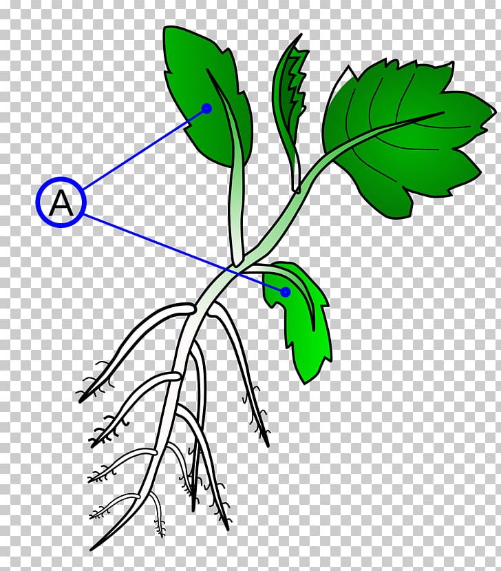 Dicotyledon Branch Plant Stem Monocotyledon PNG, Clipart, Artwork, Branch, Cotyledon, Dicotyledon, Flora Free PNG Download