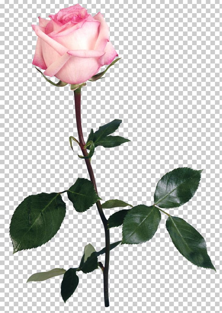 Flower Garden Roses Beach Rose Pink PNG, Clipart, Art, Beach Rose, Blue Rose, Branch, Bud Free PNG Download