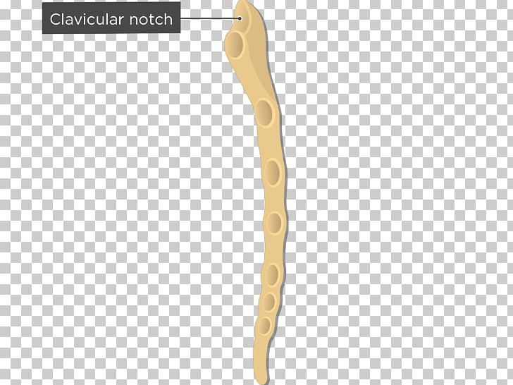 Sternum Clavicle Suprasternal Notch Human Body Bone PNG, Clipart,  Free PNG Download