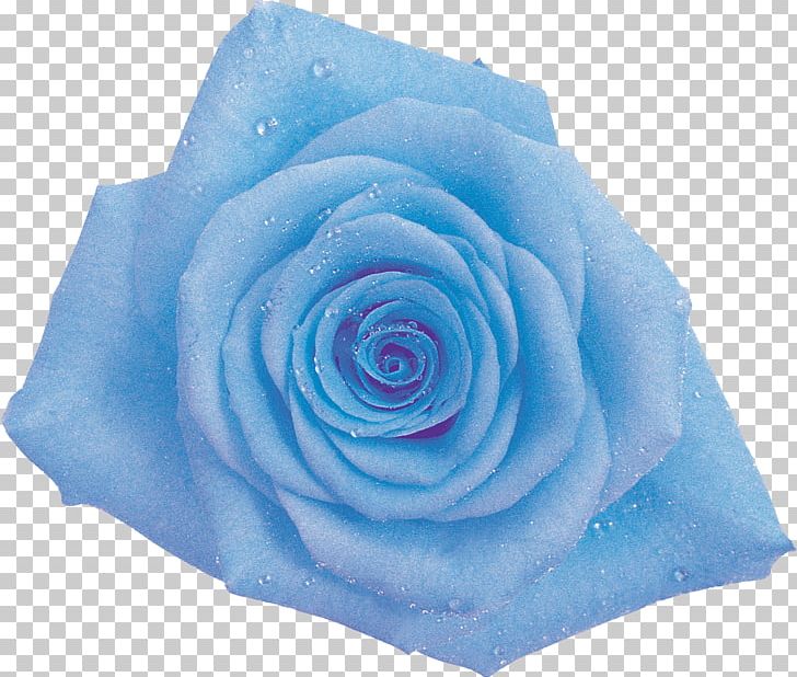 Blue Rose Garden Roses Cabbage Rose Cut Flowers PNG, Clipart, Blue, Blue Rose, Cabbage Rose, Chai, Cut Flowers Free PNG Download