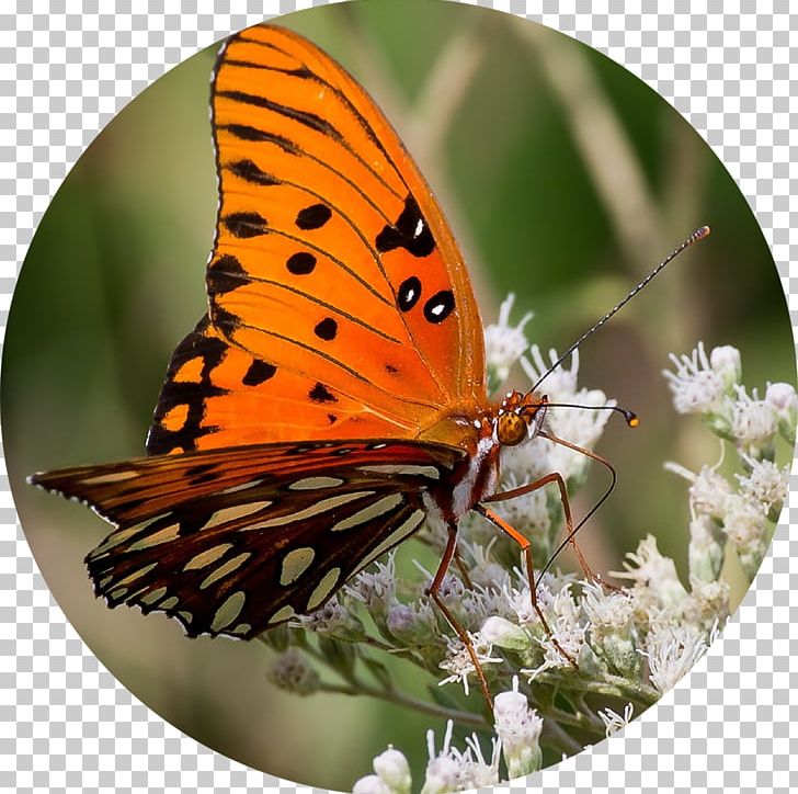 Butterfly Insect Wing Gulf Fritillary Eating PNG, Clipart, Argynnini, Arthropod, Brush Footed Butterfly, Butterflies And Moths, Butterfly Free PNG Download