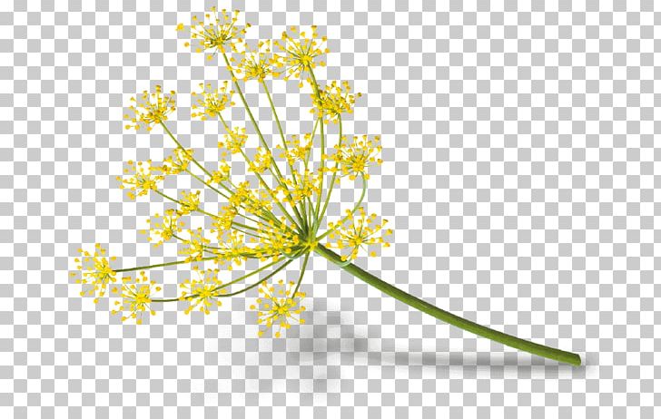 Fennel Flower Cow Parsley Goat Cheese Plant PNG, Clipart, Anthriscus, Apiales, Branch, Cheese, Cheese Plant Free PNG Download